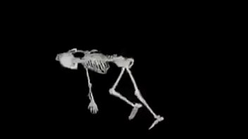 Esqueleto Corno Manso